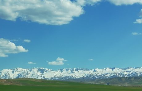 ozdfov